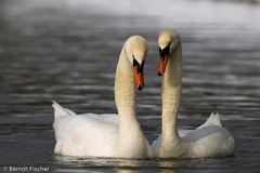Hckerschwan - Zum Vergroessern klicken!